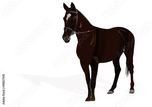 Horse Illustration