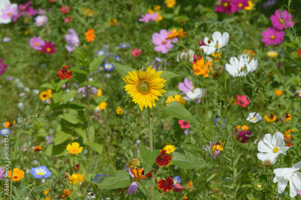 Bunte Sommerblumenwiese