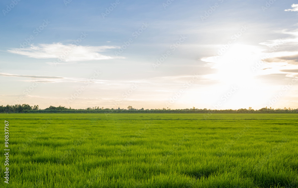 young rice field