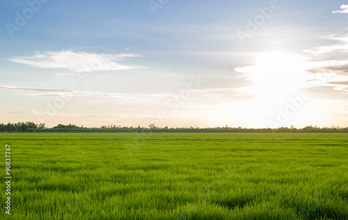 young rice field