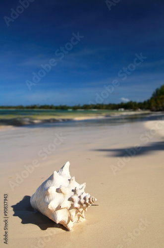 Big white shell on a sand