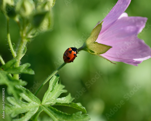 Ladybug on flower © Martin Lang