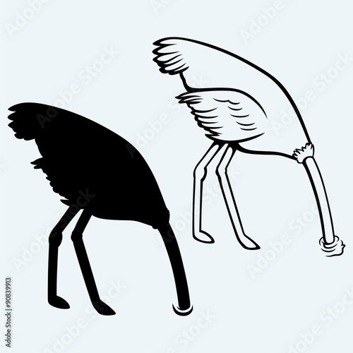 Ostrich burying its head in sand. Isolated on blue background