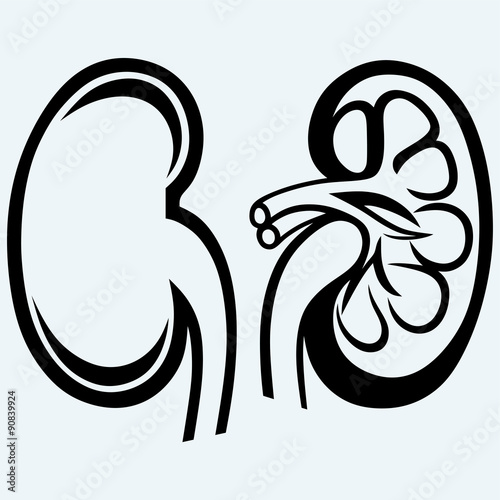 Cross section kidney. Isolated on blue background