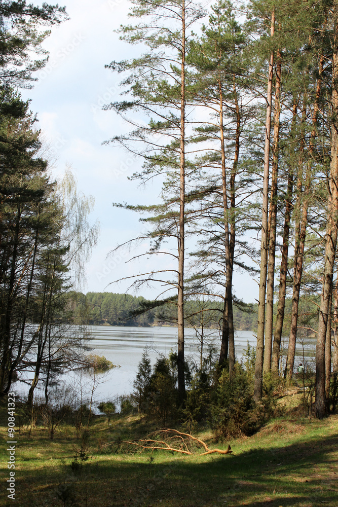 Obraz premium pine forest.