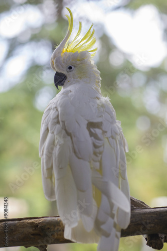 White parrot sitting on a branch. Белый попугай сидит на ветке.