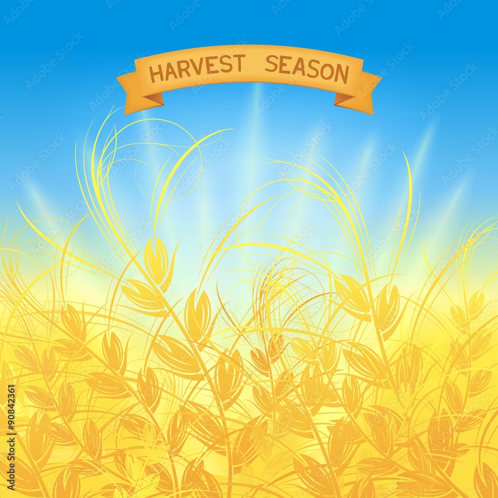 Obraz premium .Harvest season - Banner design with ribbon and ears. Vector eps 10