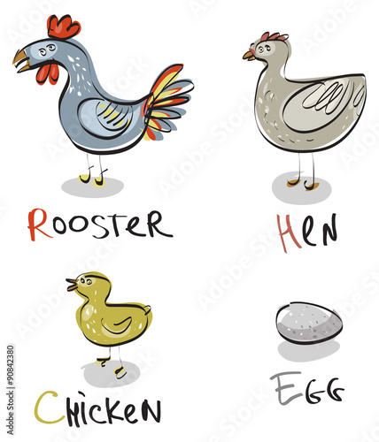 domestic animals - birds