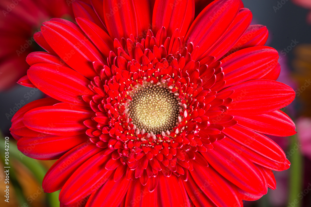 red  gerbera Daisies closeup with shallow depth of field.