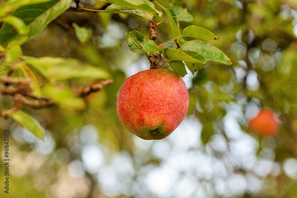 Organic apples Organic apples