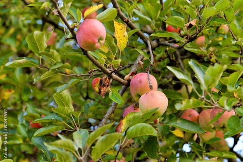 Organic apples