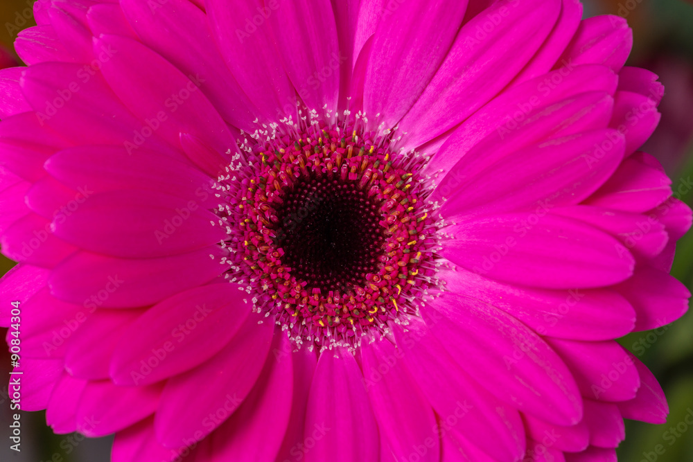 pink gerbera Daisies closeup with shallow depth of field. pink gerbera Daisies closeup with shallow depth of field.