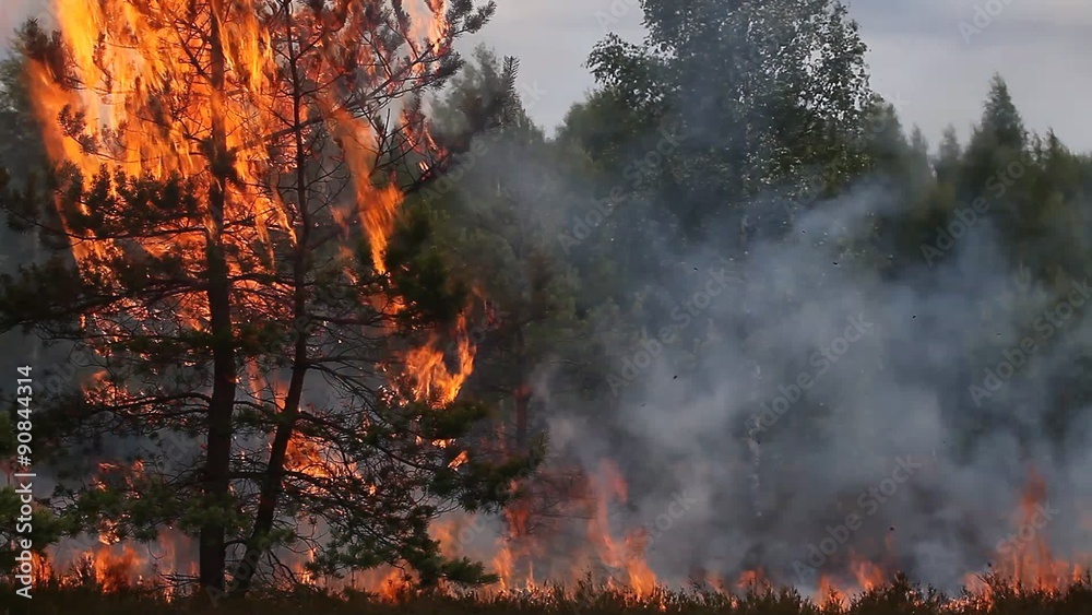 Pine forest fire. Appropriate to visualize wildfires or prescribed burning of forest in Europe and Asia:UK, Scandinavia, Russia, Baltic states, mountain forest, woods of conifers in any country.