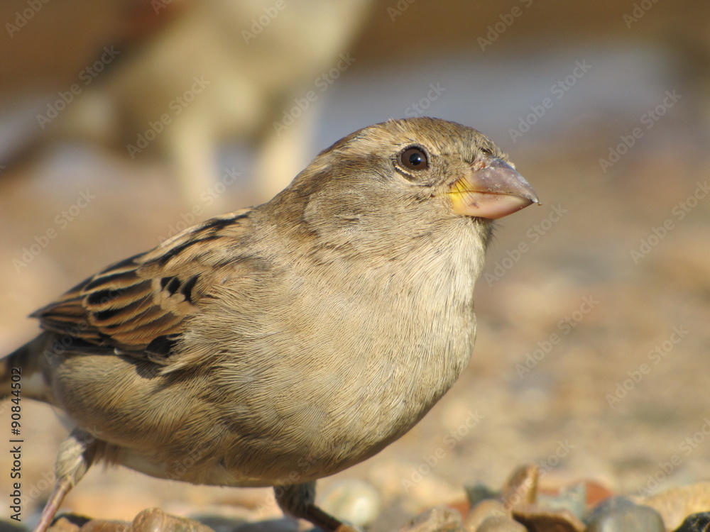 Fototapeta premium Воробей
