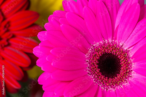 pink  gerbera Daisies closeup with shallow depth of field.