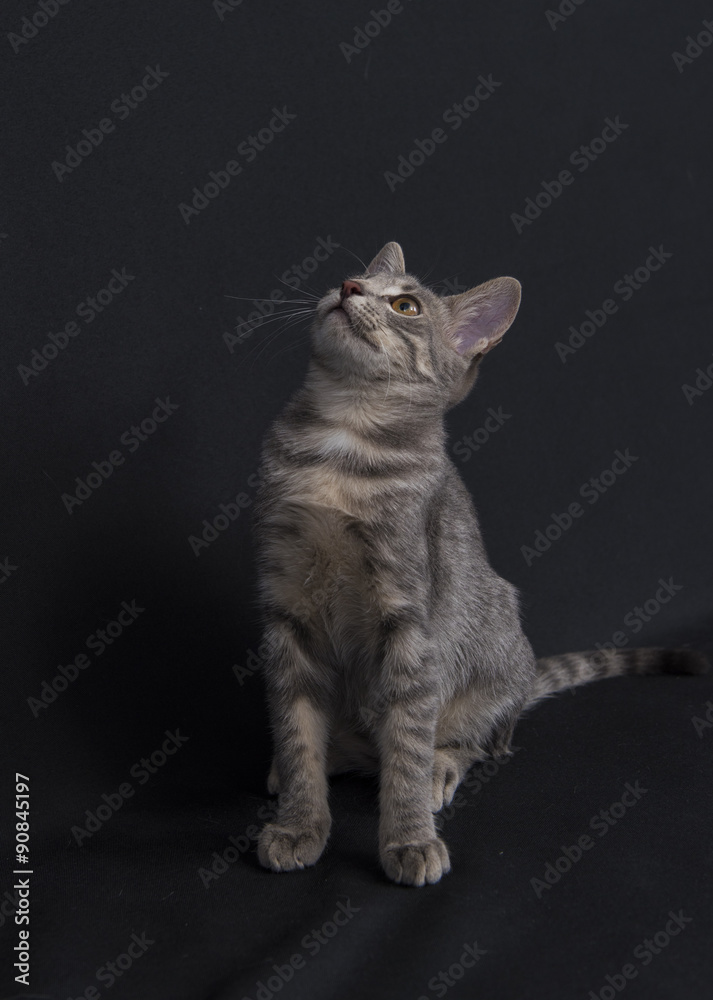 Obraz premium Kitten on dark