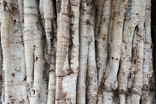 Old tree bark natural texture background