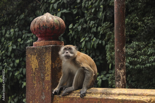 Monkey stearing upwords, in Malasya.  photo