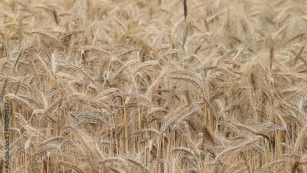barley field in summer, Hordeum vulgare
barley field in summer, Hordeum vulgare