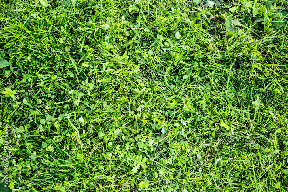 Green weed grass background Green weed grass background
