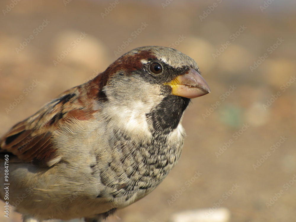 Naklejka premium Воробей 