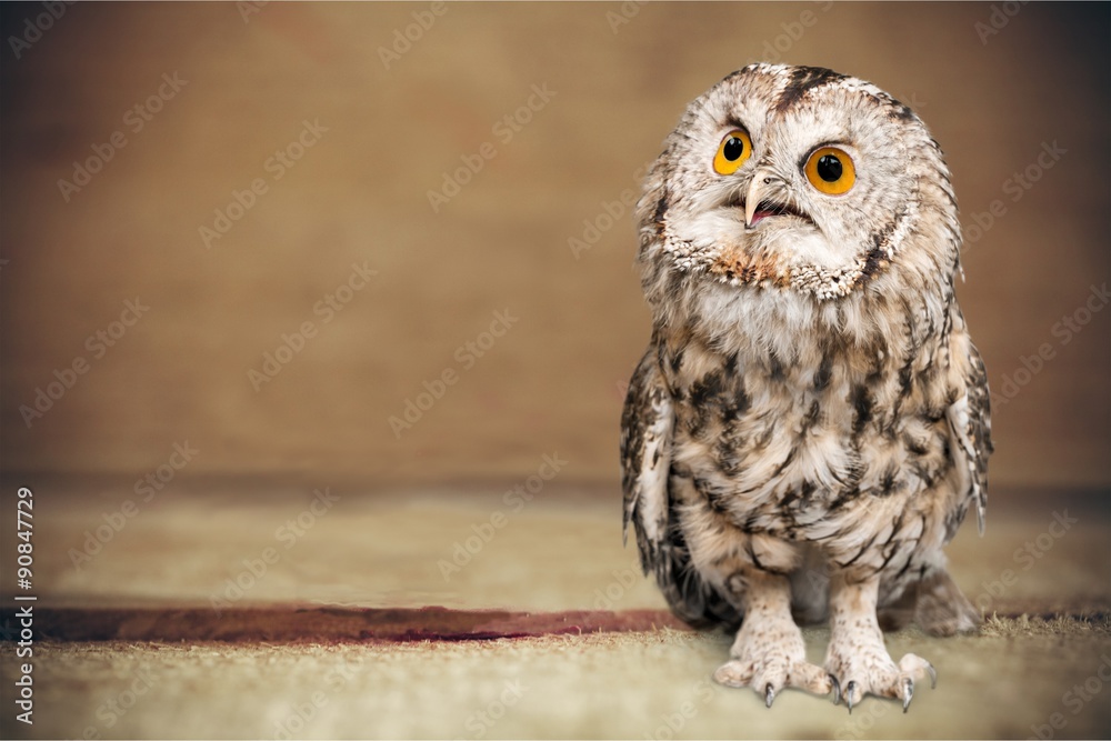 Fototapeta premium Beak animal.
