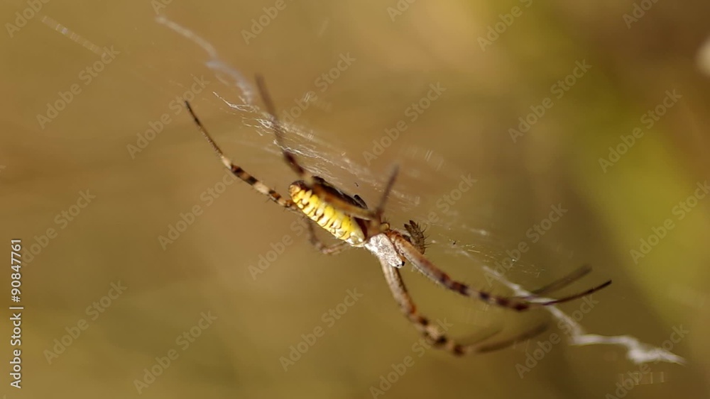 Wasp spider argiope bruennichi on green background
Wasp spider argiope bruennichi on green background