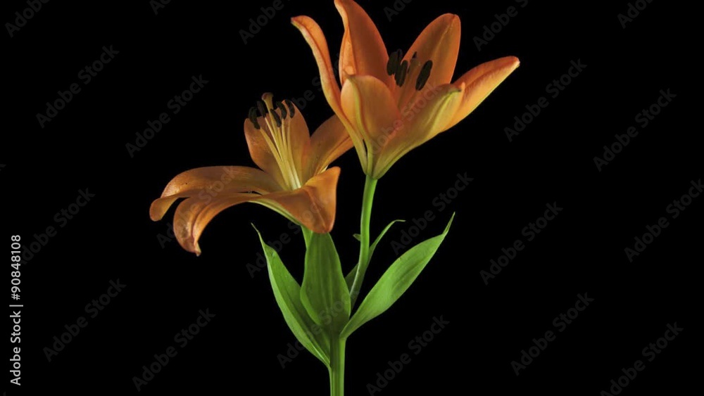 Time-lapse of opening orange lily Time-lapse of opening orange lily