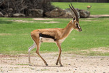 thomson's gazelle walking on the field
