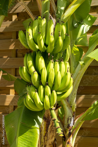 A bunch of many green and yellow bananas hung to the tree
