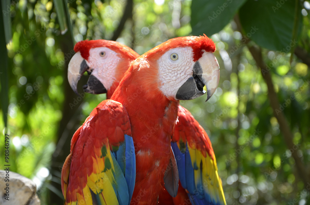 Obraz premium Pair of Forest Scarlet Macaws