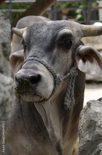 Close-up of Horned Brahman Cow
