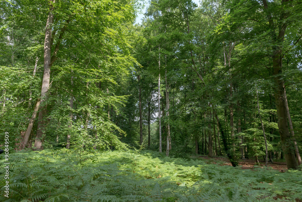 Deep forest Deep forest