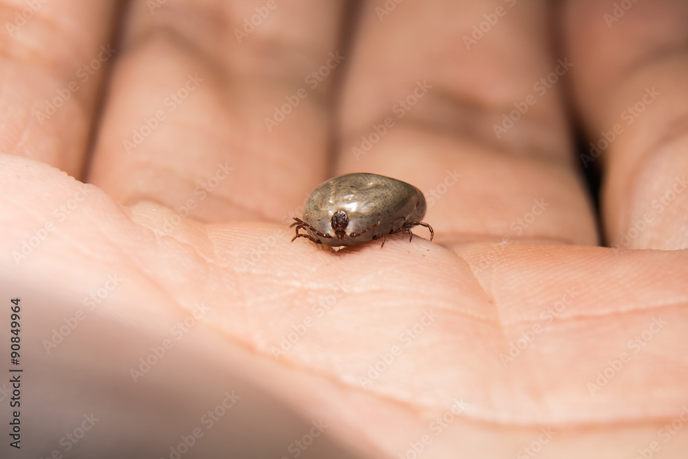 Big tick sucking blood is ready to breed.On hunam hand.