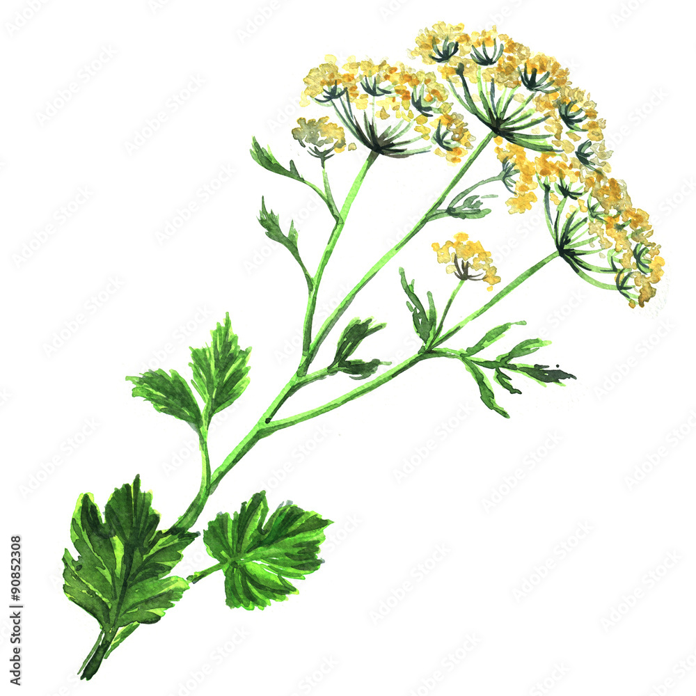 Fennel flowers anise with leaves isolated Stock Illustration Adobe Stock