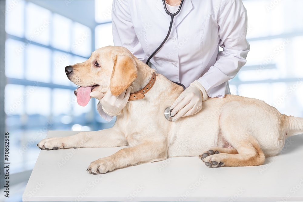 Dog at veterinarian.