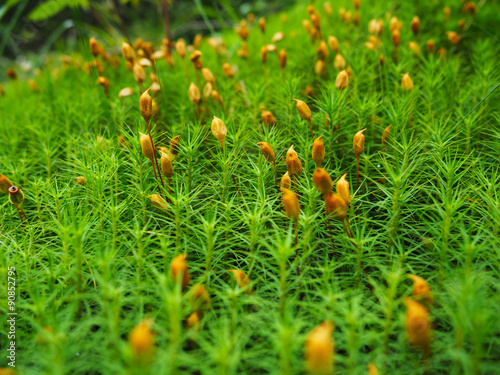 Sprouts moss Moss Detail (Mnium undulatum) photo