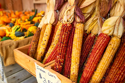 Bunches of indian corn