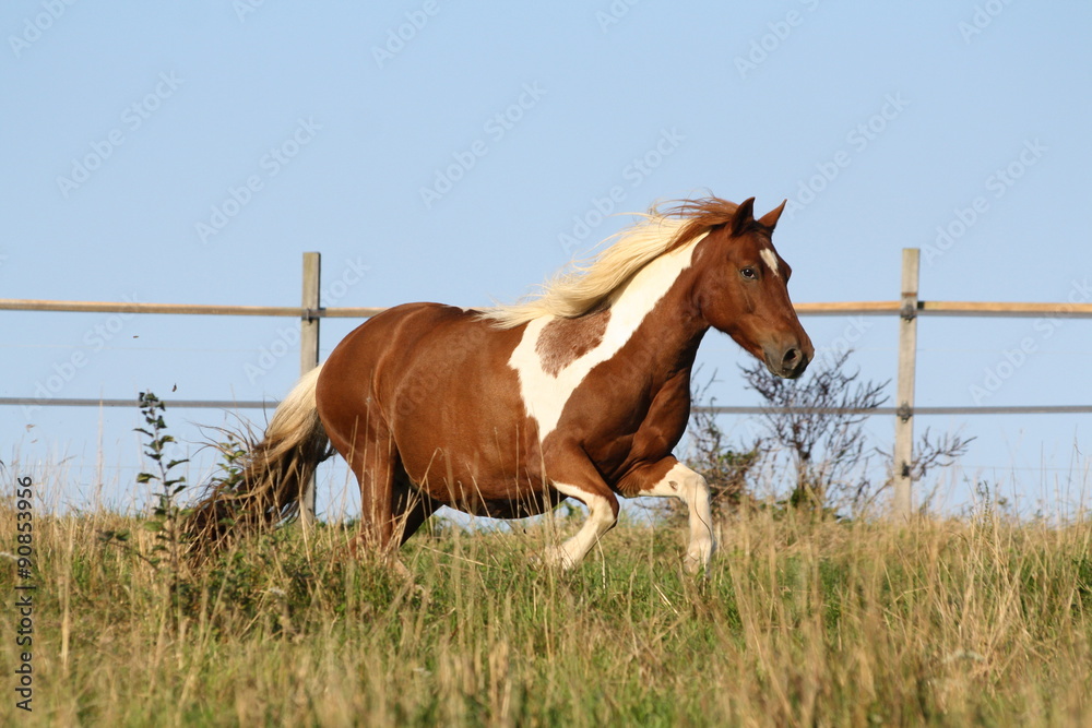 Fototapeta premium Galopujący kucyk