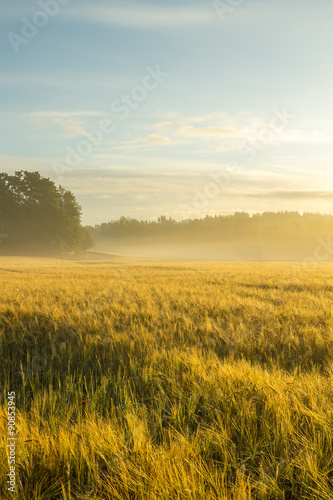 Golden wheatfield in a misty morning