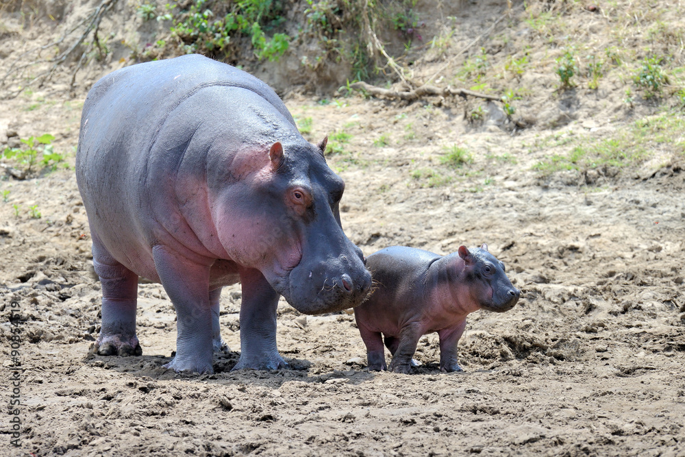 Hippo family Hippo family