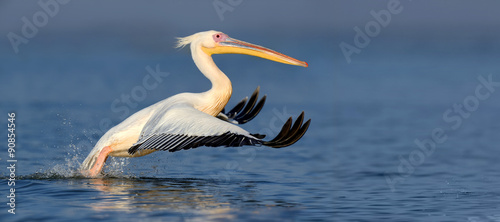 Great white pelican photo