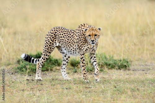 Cheetah © byrdyak