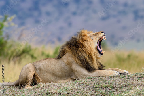 Fototapeta Naklejka Na Ścianę i Meble -  Lion