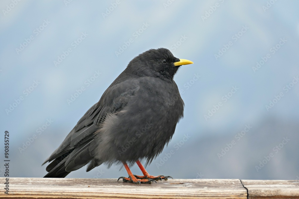 Fototapeta premium Neugierige Alpendohle 