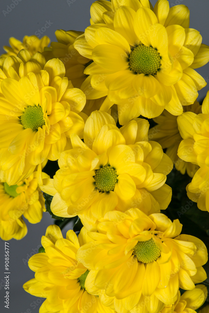 branch of yellow chrysanthemum daisies closeup with shallow dep branch of yellow chrysanthemum daisies closeup with shallow dep