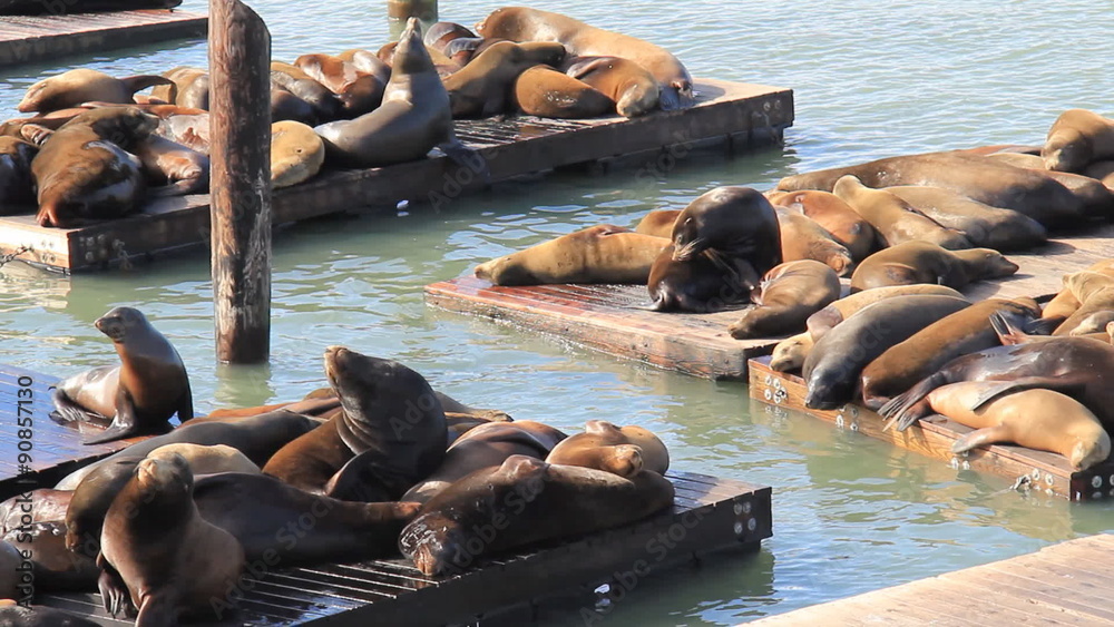 San Francisco Sea Lions 1. Sea Lions lounging on the docks of Fisherman's Wharf in San Francisco.