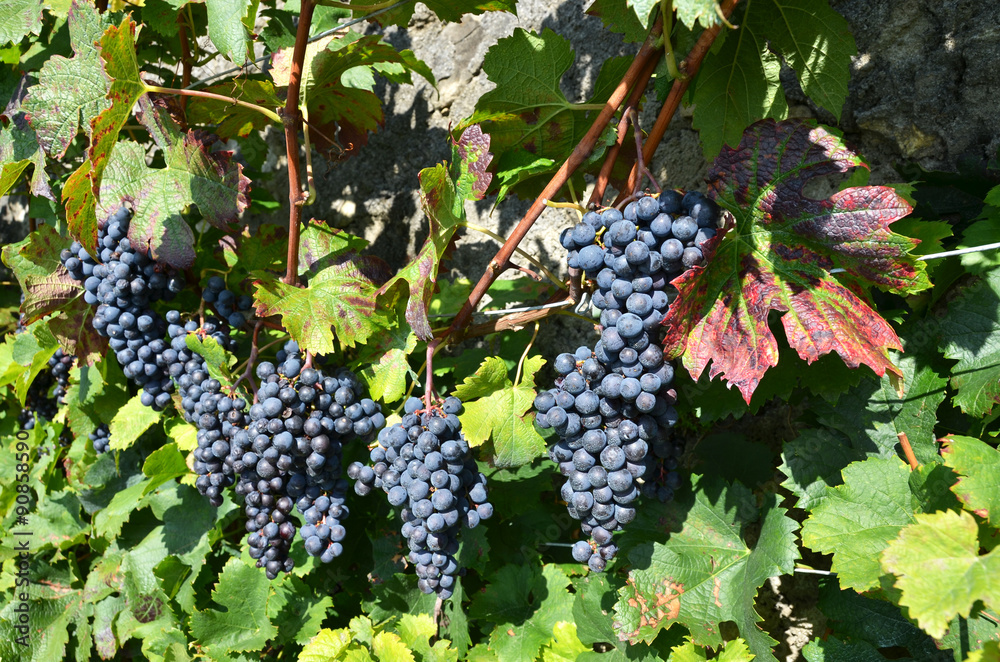 Grapes in Lavaux region, Switzerland