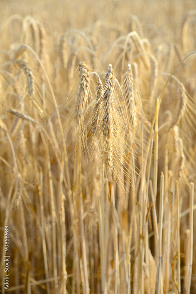 Fototapeta premium Getreide