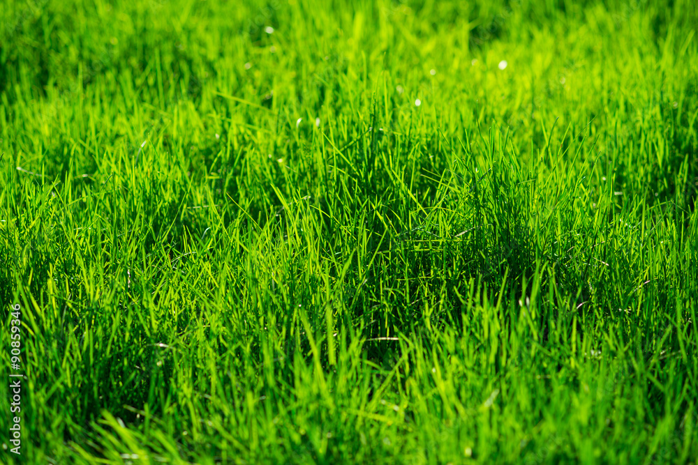 Fototapeta premium Green grass